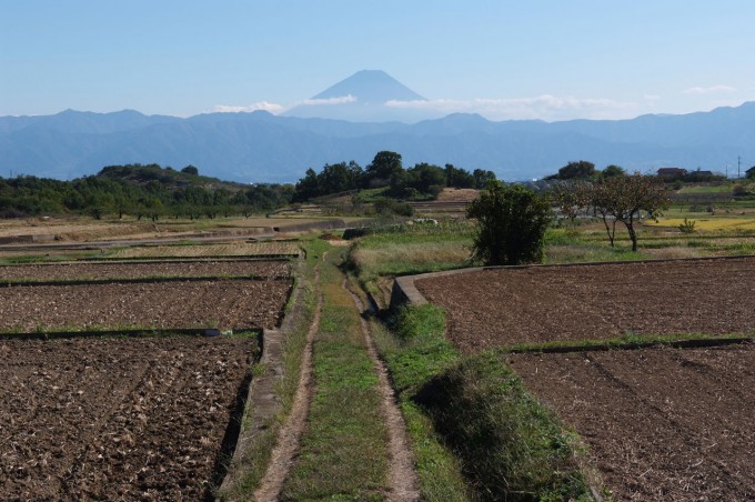 遠くに富士山を望む農園の風景