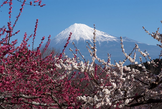 岩本山公園から見た富士山と梅
