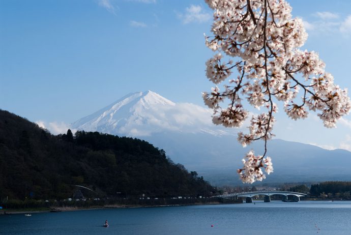 河口湖から見た富士山と桜