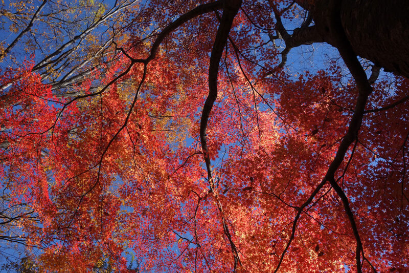 甲府成田山 不動堂の紅葉