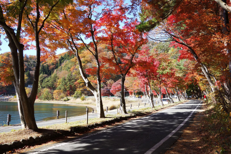 河口湖もみじトンネルの紅葉