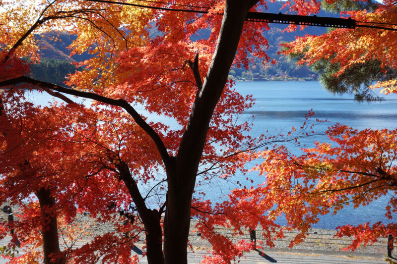 河口湖もみじトンネルの紅葉