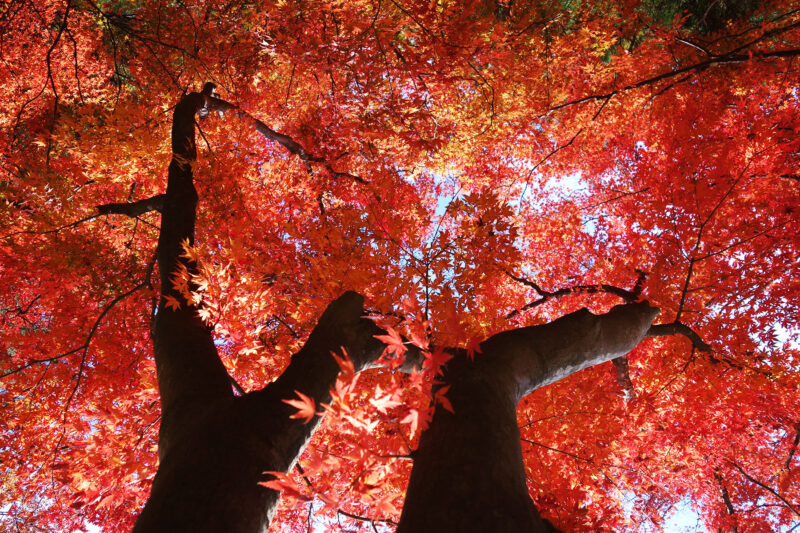 河口湖もみじトンネルの紅葉