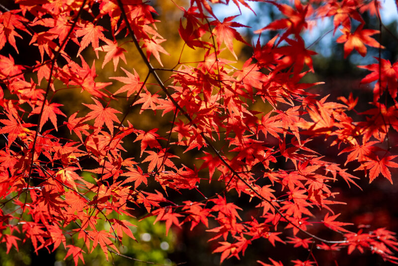臨済宗 東光寺の紅葉