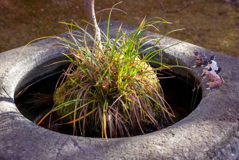 臨済宗 東光寺の庭園