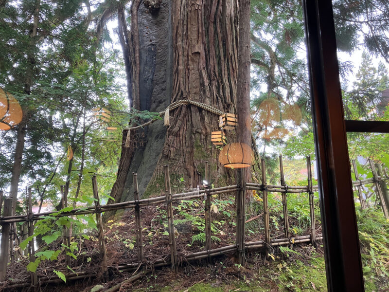 うずら家の窓から見える三本杉